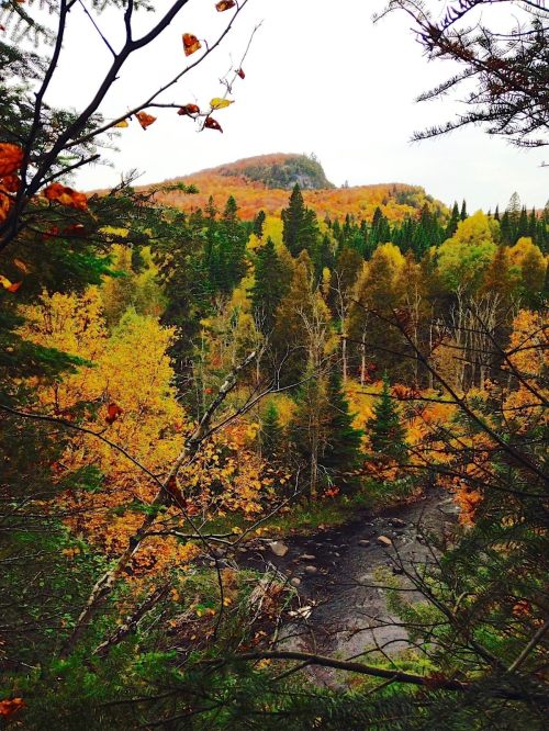 A scenic view of a forest in autumn, with vibrant orange and yellow leaves and a mountain in the background.