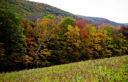 A vibrant landscape featuring a hillside of colorful autumn trees against a backdrop of rolling mountains.