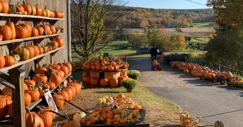 A scenic pumpkin patch with various pumpkins displayed, surrounded by autumn foliage and a clear blue sky.