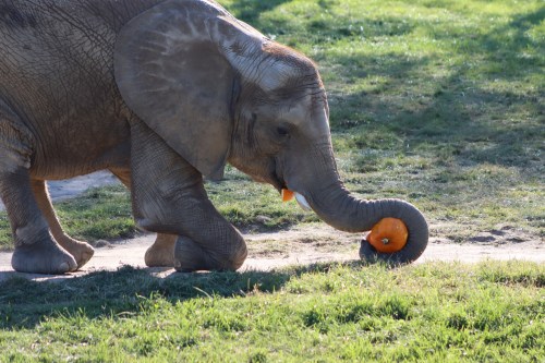 An elephant walks on a path, playfully holding a pumpkin with its trunk.