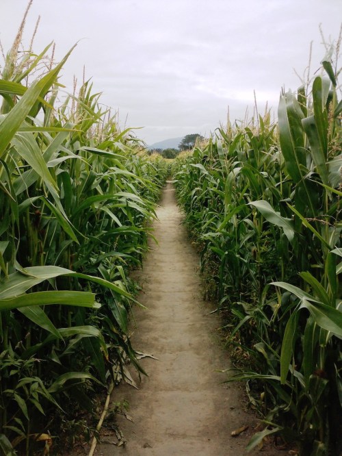 A narrow dirt path winding through tall corn plants under a cloudy sky.
