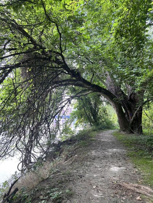 A winding dirt path lined with lush green trees and foliage, leading towards a riverbank.