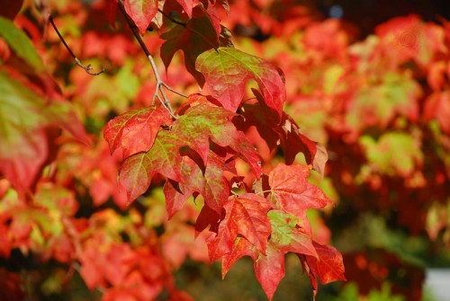Vibrant red and green maple leaves against a blurred autumn background.