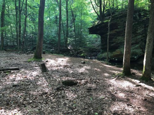 A serene forest scene with tall trees, sunlight filtering through leaves, and a rocky outcrop near a small stream.