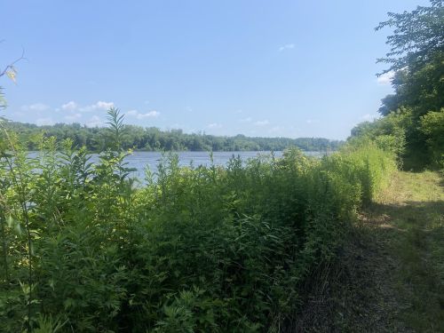 Lush greenery lines a riverbank under a clear blue sky, with trees in the distance and a peaceful water view.