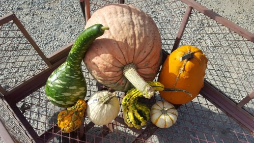 A variety of pumpkins and gourds in different shapes and colors arranged on a metal cart.