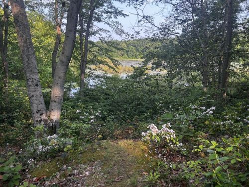 A serene forest scene with trees, lush greenery, and a glimpse of a calm water body in the background.