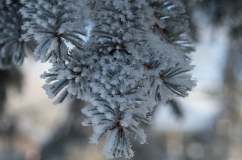 Frost-covered pine branches glistening in the sunlight, creating a wintery, serene atmosphere.