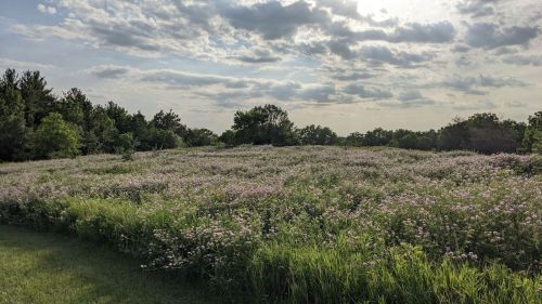 A lush field of wildflowers under a cloudy sky, surrounded by trees and greenery.