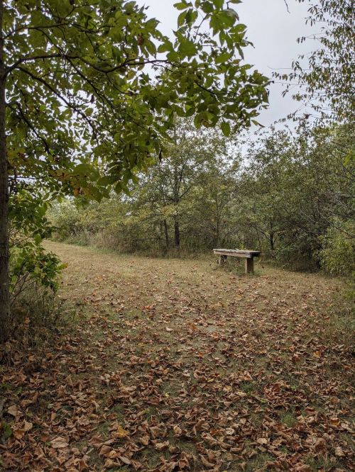 A serene path through trees with fallen leaves, leading to a wooden bench in a peaceful outdoor setting.