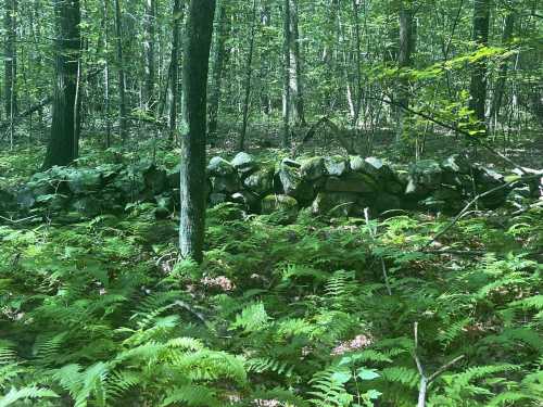 A stone wall partially covered by ferns in a lush green forest with tall trees.