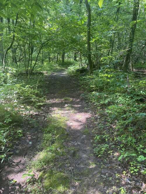 A narrow dirt path winding through a lush green forest with trees and underbrush on either side.