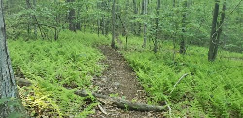 A serene forest path winding through lush green ferns and trees, inviting exploration in nature.