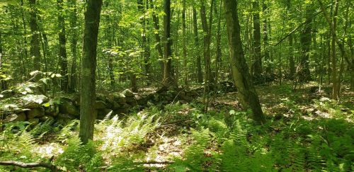 A lush green forest with tall trees, ferns, and a stone wall partially hidden among the foliage.