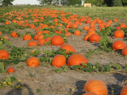A pumpkin patch filled with vibrant orange pumpkins scattered across a field with green vines and trees in the background.