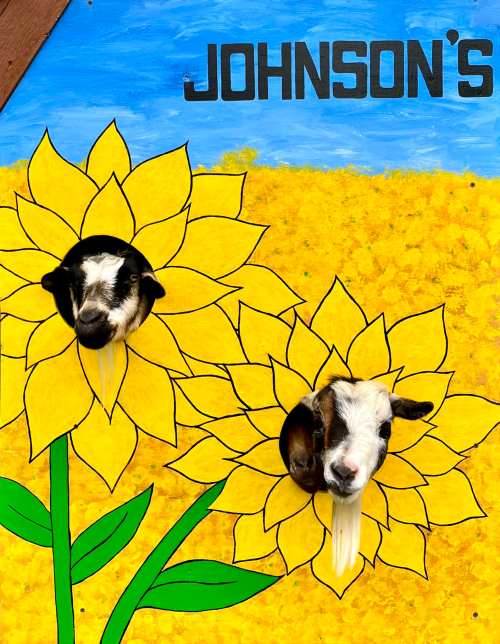 Two goats peeking through cutouts in a sunflower backdrop, with "JOHNSON'S" written above. Bright and cheerful scene.