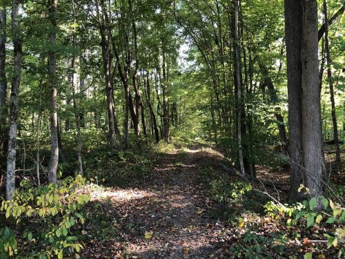 A serene forest path surrounded by tall trees and lush greenery, dappled sunlight filtering through the leaves.