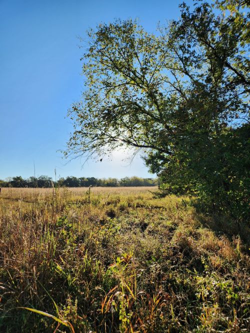 A sunny landscape featuring a grassy field and a large tree against a clear blue sky.