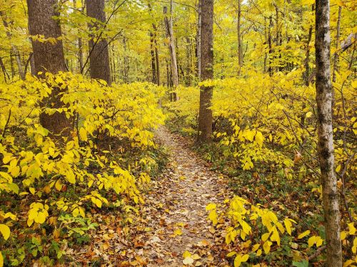 A winding path through a vibrant forest filled with yellow leaves and trees in autumn.