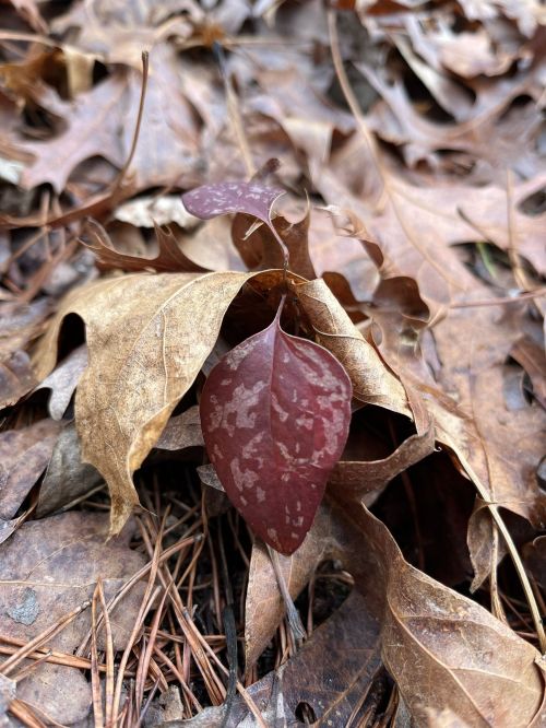 A single reddish leaf resting among a bed of brown, dried leaves and pine needles on the forest floor.