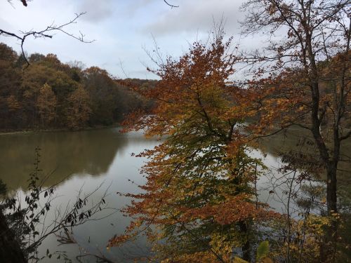 A serene lake surrounded by trees with autumn foliage, reflecting the cloudy sky above.