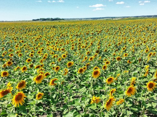 A vast field of bright yellow sunflowers under a clear blue sky, stretching to the horizon.