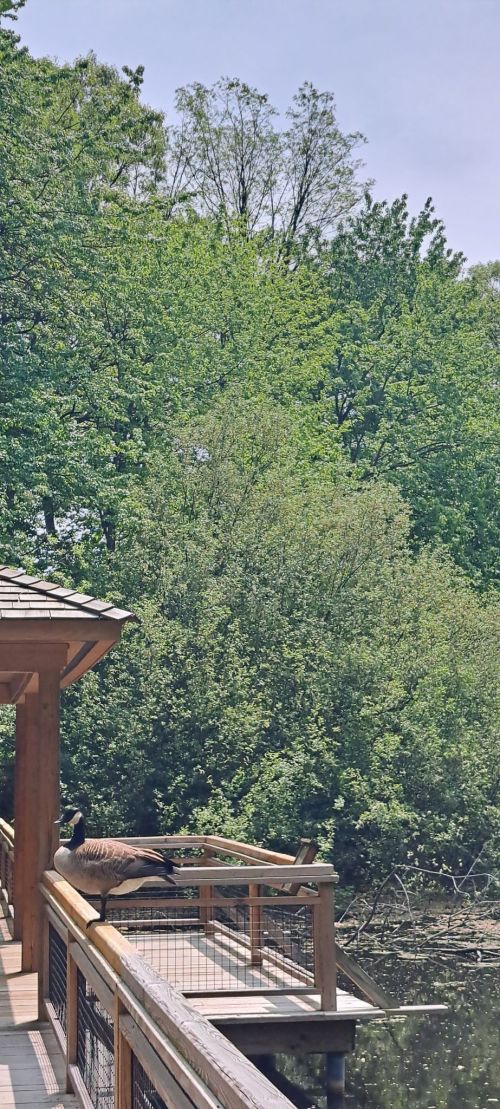 A wooden deck overlooking a serene pond, surrounded by lush green trees and foliage.