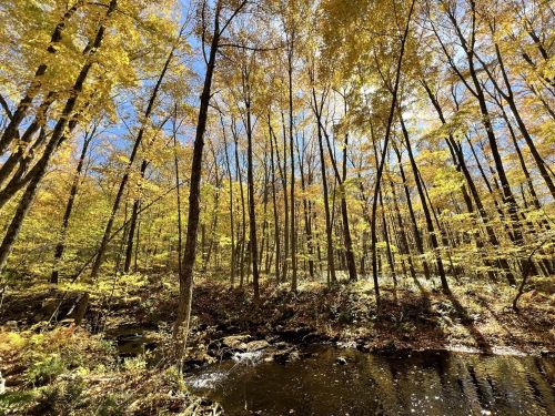 A serene forest scene with tall trees displaying vibrant autumn leaves, beside a calm stream under a clear blue sky.