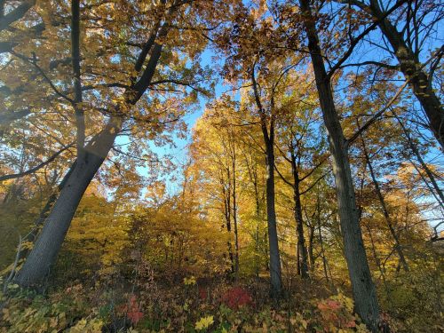 A vibrant autumn forest with tall trees displaying bright yellow and orange leaves against a clear blue sky.