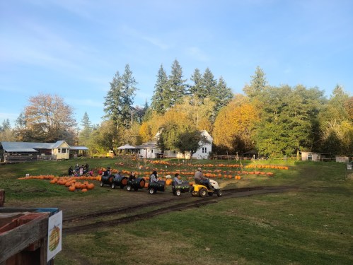 A pumpkin patch with children riding small tractors among rows of pumpkins and trees under a clear blue sky.