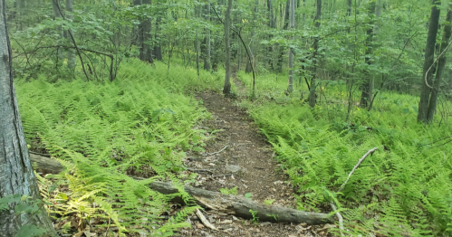 A winding dirt path through a lush green forest, surrounded by vibrant ferns and tall trees.
