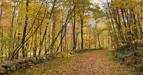 A serene forest path lined with vibrant autumn trees and a stone wall, covered in fallen leaves.