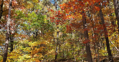 Vibrant autumn foliage in a forest, showcasing red, orange, and yellow leaves against a clear blue sky.