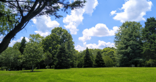 A lush green landscape with trees under a bright blue sky filled with fluffy white clouds.