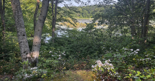 A serene view of a lake surrounded by trees and lush greenery, with white flowers in the foreground.