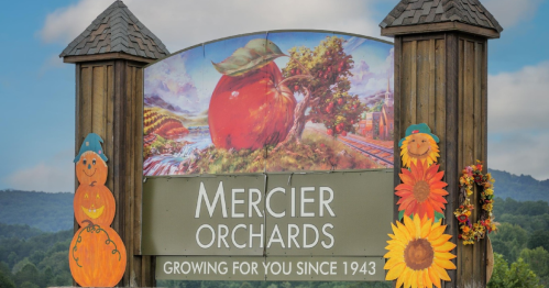 Sign for Mercier Orchards featuring a large apple illustration, pumpkins, and sunflowers, with "Growing for You Since 1943."
