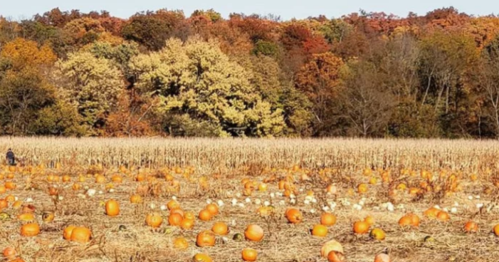 A pumpkin patch with scattered pumpkins in a field, surrounded by trees displaying autumn colors.