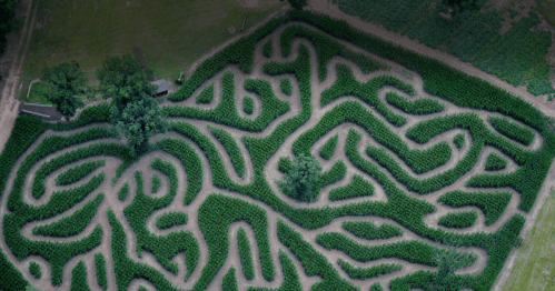 Aerial view of a corn maze with winding paths surrounded by green cornfields and trees.