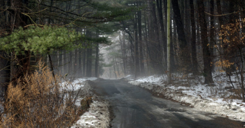 A misty forest road lined with trees, partially covered in snow, creating a serene and tranquil atmosphere.