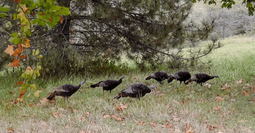 A group of wild turkeys foraging in a grassy area under trees, surrounded by fallen leaves.