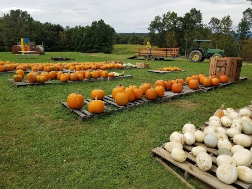 A field with rows of orange pumpkins and white gourds on wooden pallets, with a tractor and trees in the background.