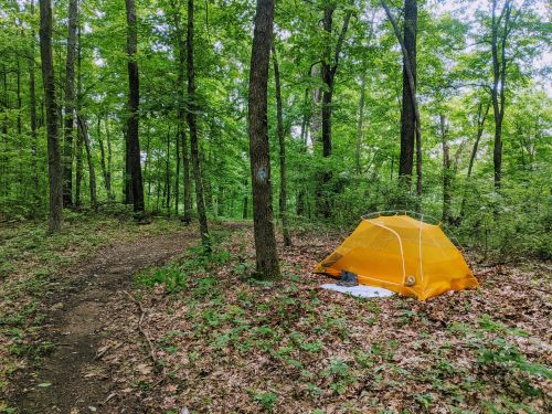 A bright orange tent set up in a lush green forest, surrounded by trees and a dirt path.