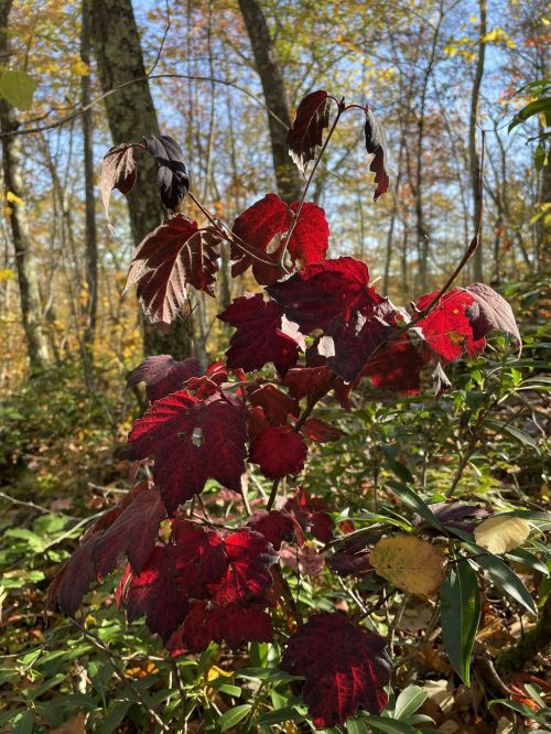 Vibrant red leaves on a plant in a sunlit forest, surrounded by green foliage and autumn trees.