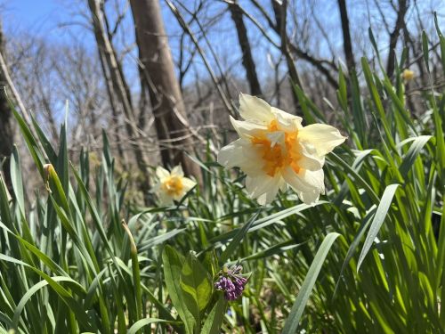 A close-up of a yellow and white daffodil among green grass and trees under a clear blue sky.