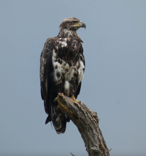A young eagle perched on a tree branch against a gray sky, showcasing its mottled brown and white feathers.