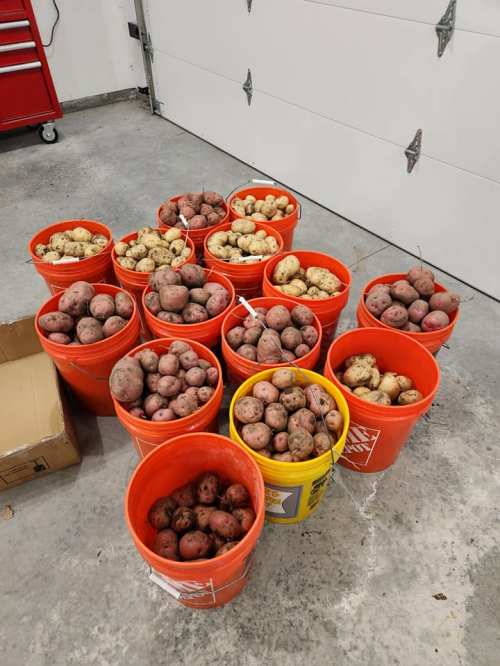 A collection of buckets filled with various types of potatoes, arranged on a garage floor.