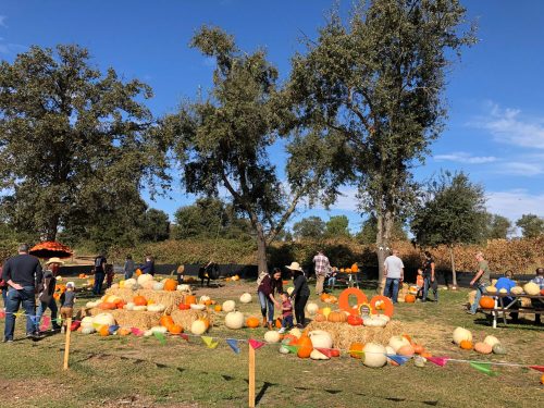 A pumpkin patch with people picking pumpkins, surrounded by trees and hay bales under a clear blue sky.
