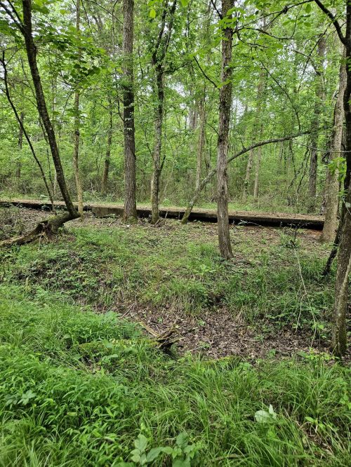 A lush green forest with trees and a fallen log on the ground, surrounded by grass and underbrush.