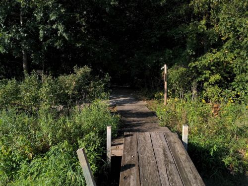 A wooden dock leads into a lush, green pathway surrounded by trees and foliage.