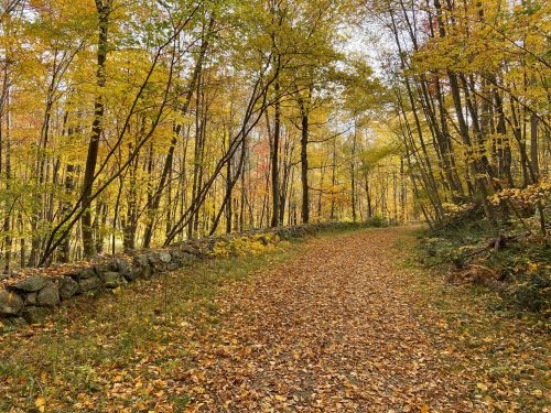 A serene forest path lined with trees in autumn colors, covered in fallen leaves and bordered by a stone wall.